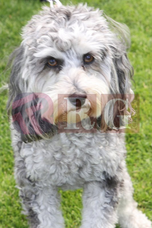 TINTWISTLE CHIDREN'S GALA  (66).JPG