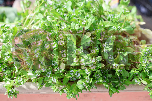 PLANT & SWAP EVENT TESCO STALYBRIDGE 2025 (51).JPG