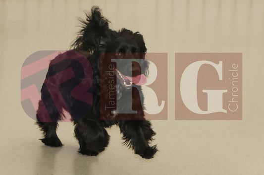 DOG TRUST DENTON JUMPER EVENT (24).JPG