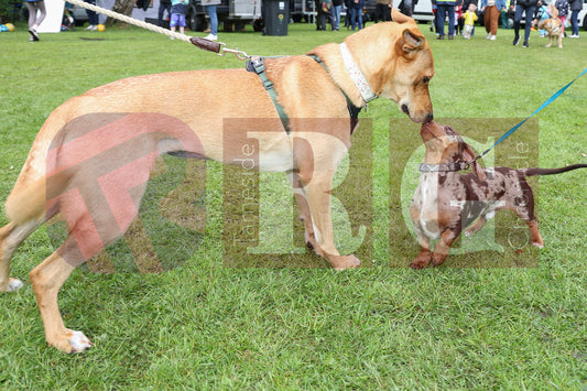 FESTIVAL ON THE GREEN 2025 (88).JPG