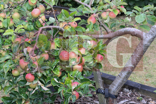 WATERLOO PARK BRITAIN IN BLOOM 2025 (47).JPG