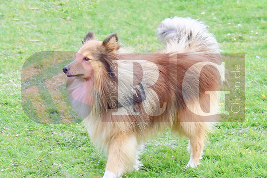 STALYBRIDGE SPRING SHOW (30).JPG