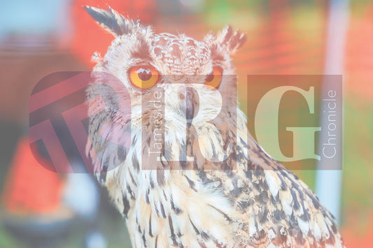 GLOSSOP  CARNIVAL 2025 (2).JPG