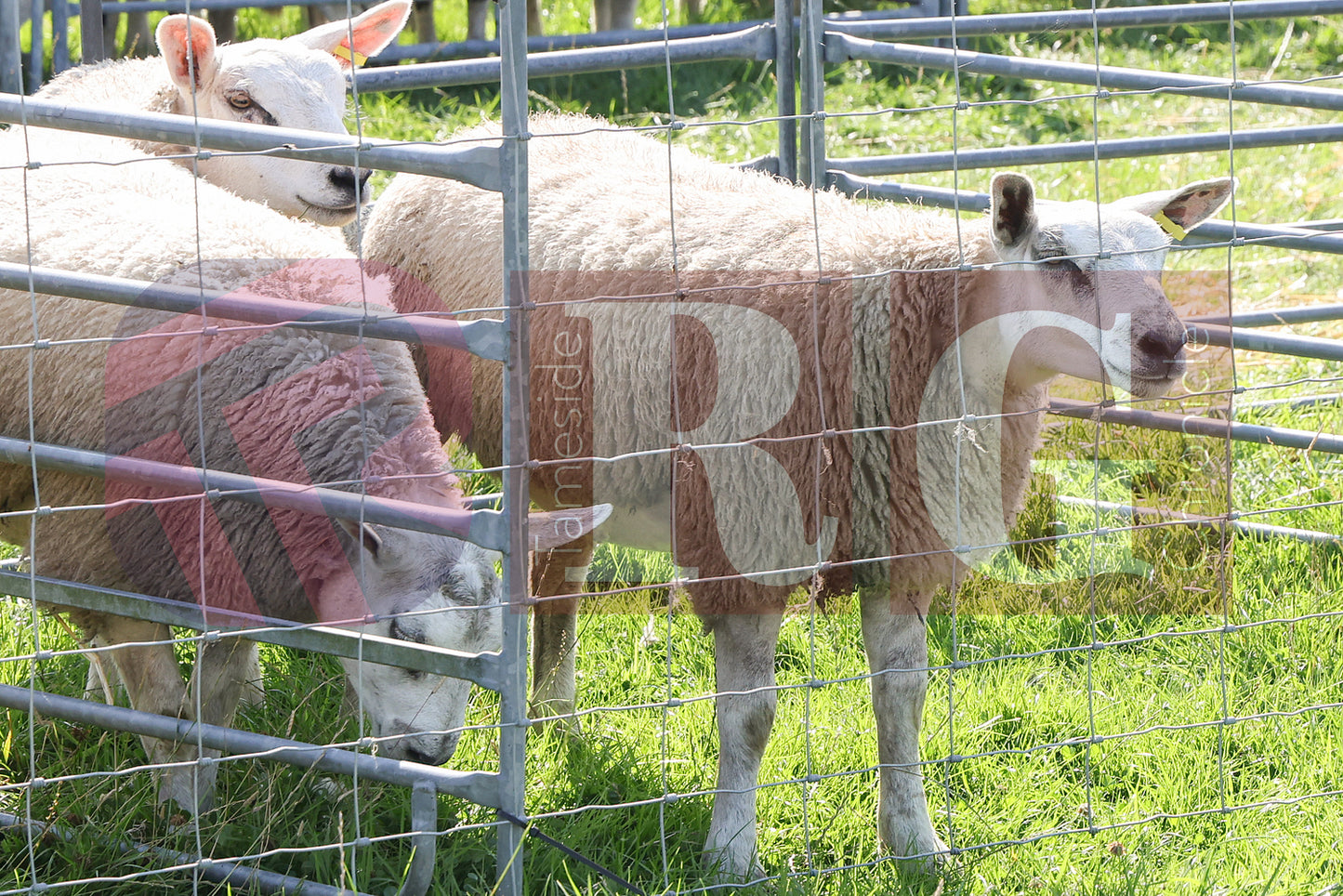 MOTTRAM SHOW  2025 (131).JPG