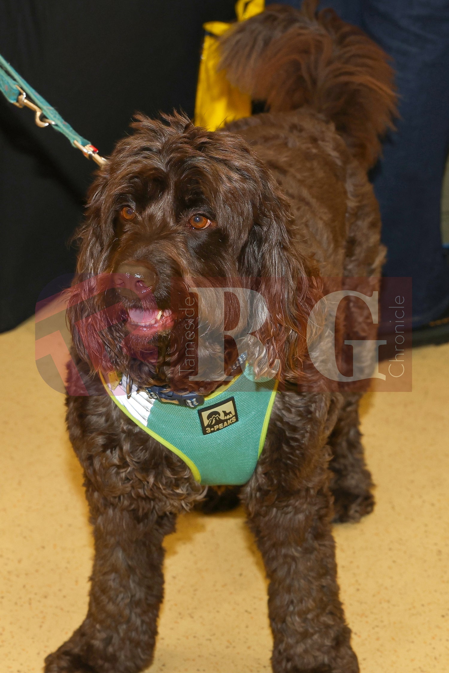 DOG TRUST DENTON XMAS (48).JPG
