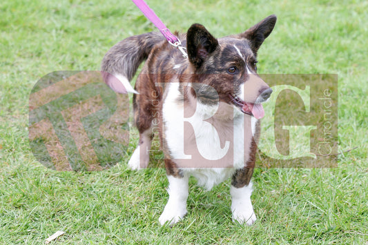 STALYBRIDGE SPRING SHOW (98).JPG