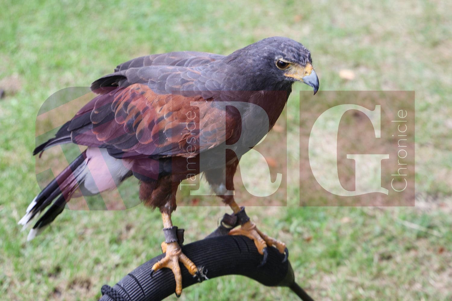 HYDE MELA 2025 (3).JPG