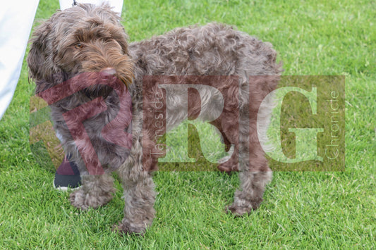 TINTWISTLE CHIDREN'S GALA  (71).JPG