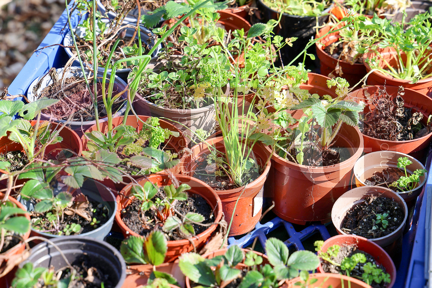 RIDGE HILL COMMUNITY GARDEN (2).JPG