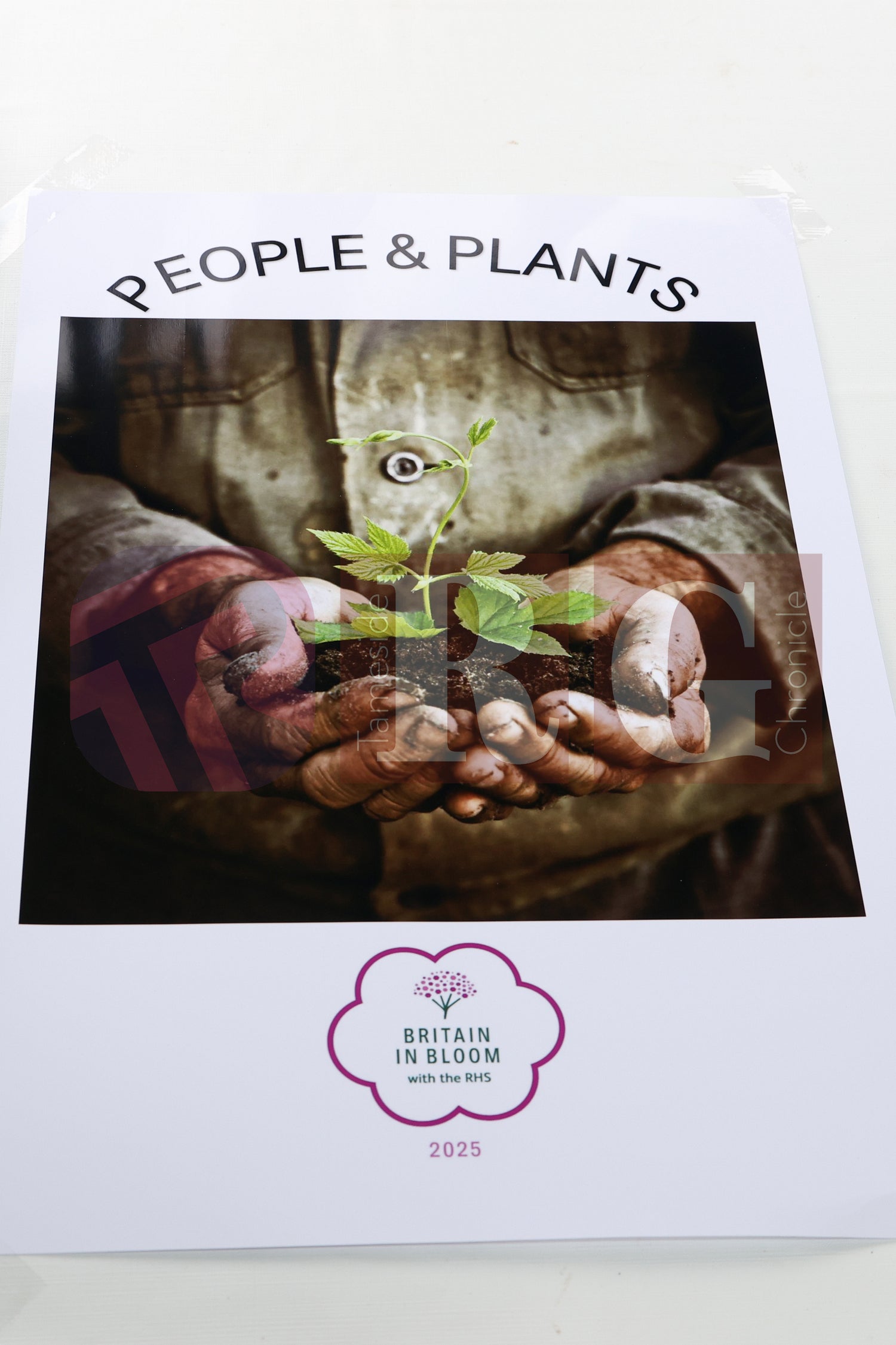 WATERLOO PARK BRITAIN IN BLOOM 2025 (40).JPG