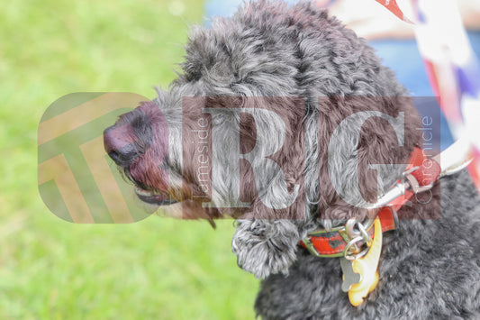 STALYBRIDGE SPRING SHOW (96).JPG