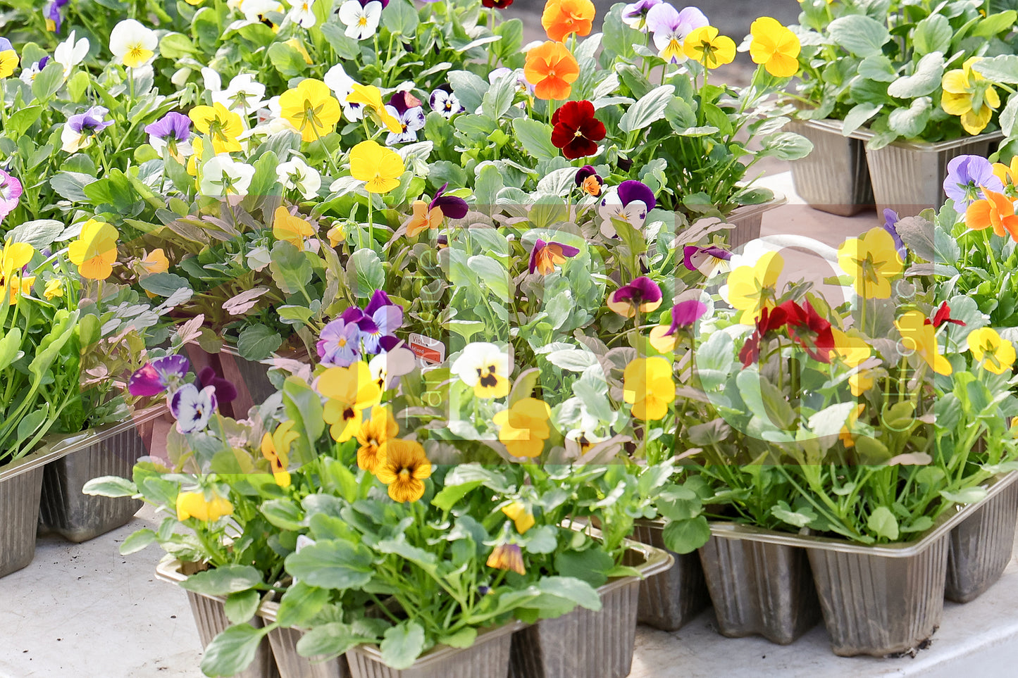 MOSSLEY FARMERS MARKET (91).JPG