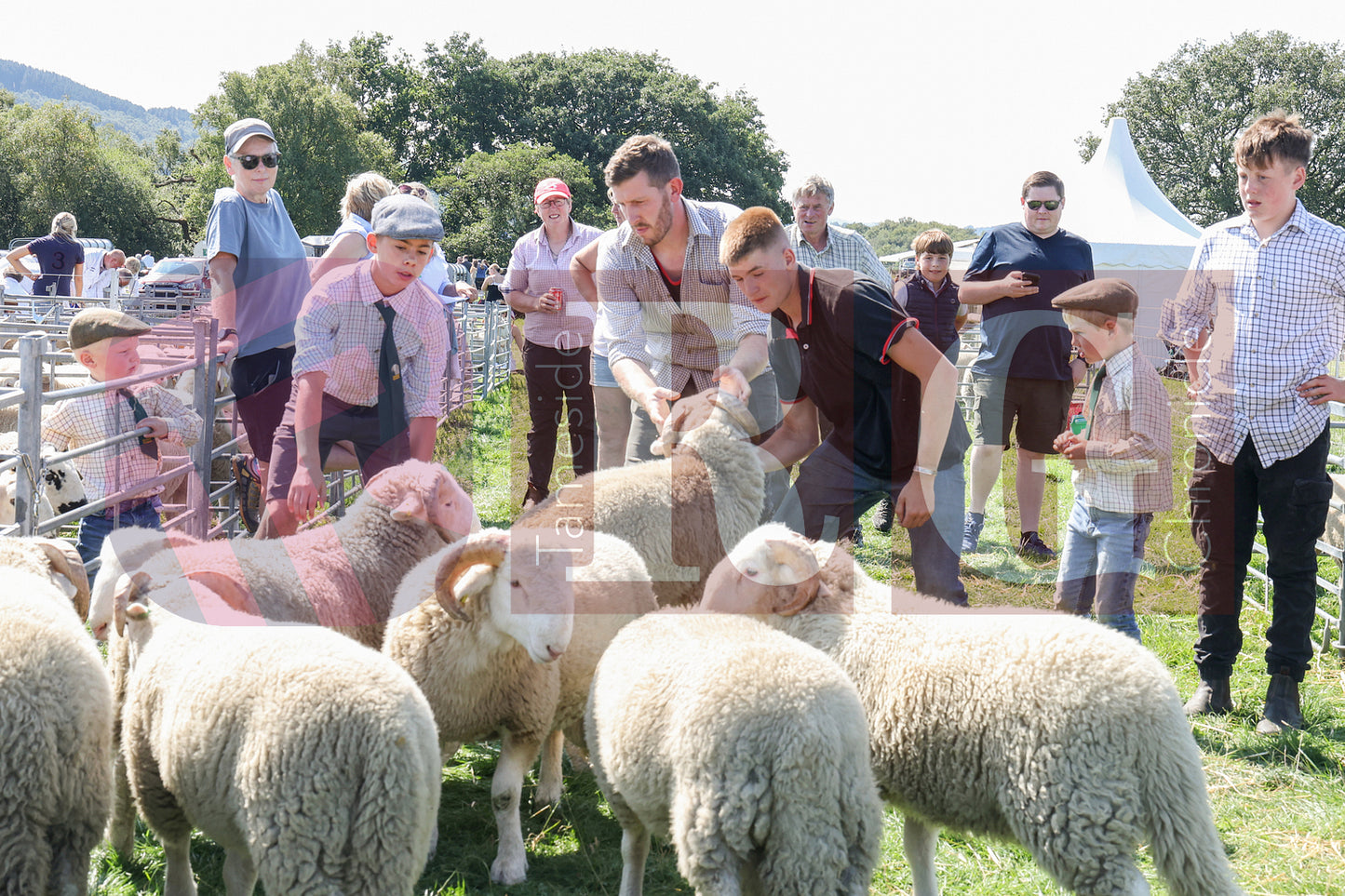 MOTTRAM SHOW  2025 (38).JPG