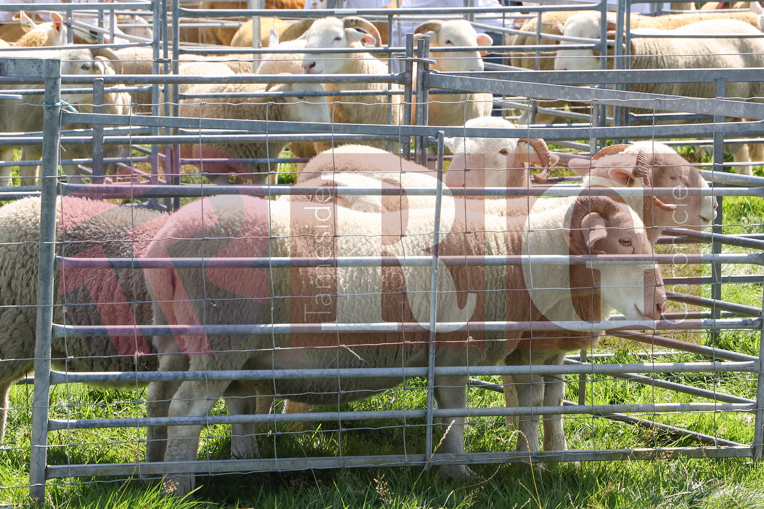 MOTTRAM SHOW  2025 (28).JPG