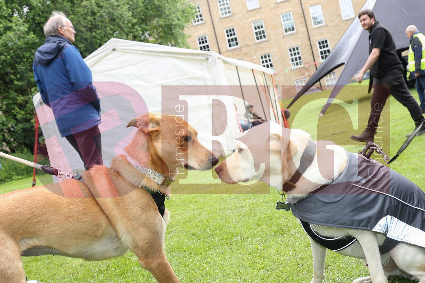 FESTIVAL ON THE GREEN 2025 (74).JPG