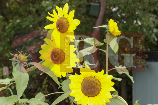 BLOOM FUN DAY HYDE (26).JPG