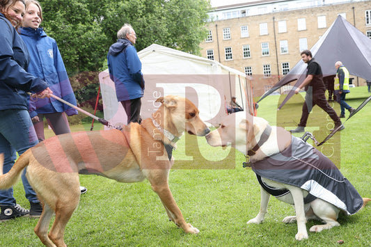 FESTIVAL ON THE GREEN 2025 (75).JPG