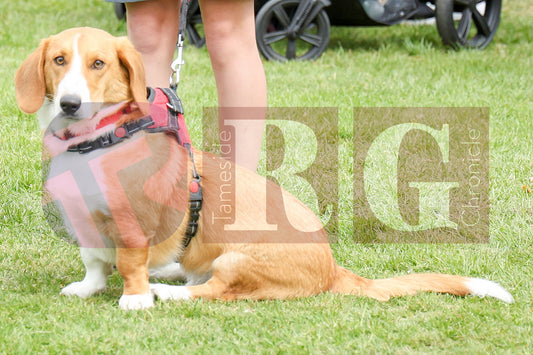 STALYBRIDGE SPRING SHOW (91).JPG