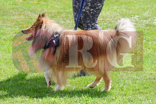 STALYBRIDGE SPRING SHOW (37).JPG
