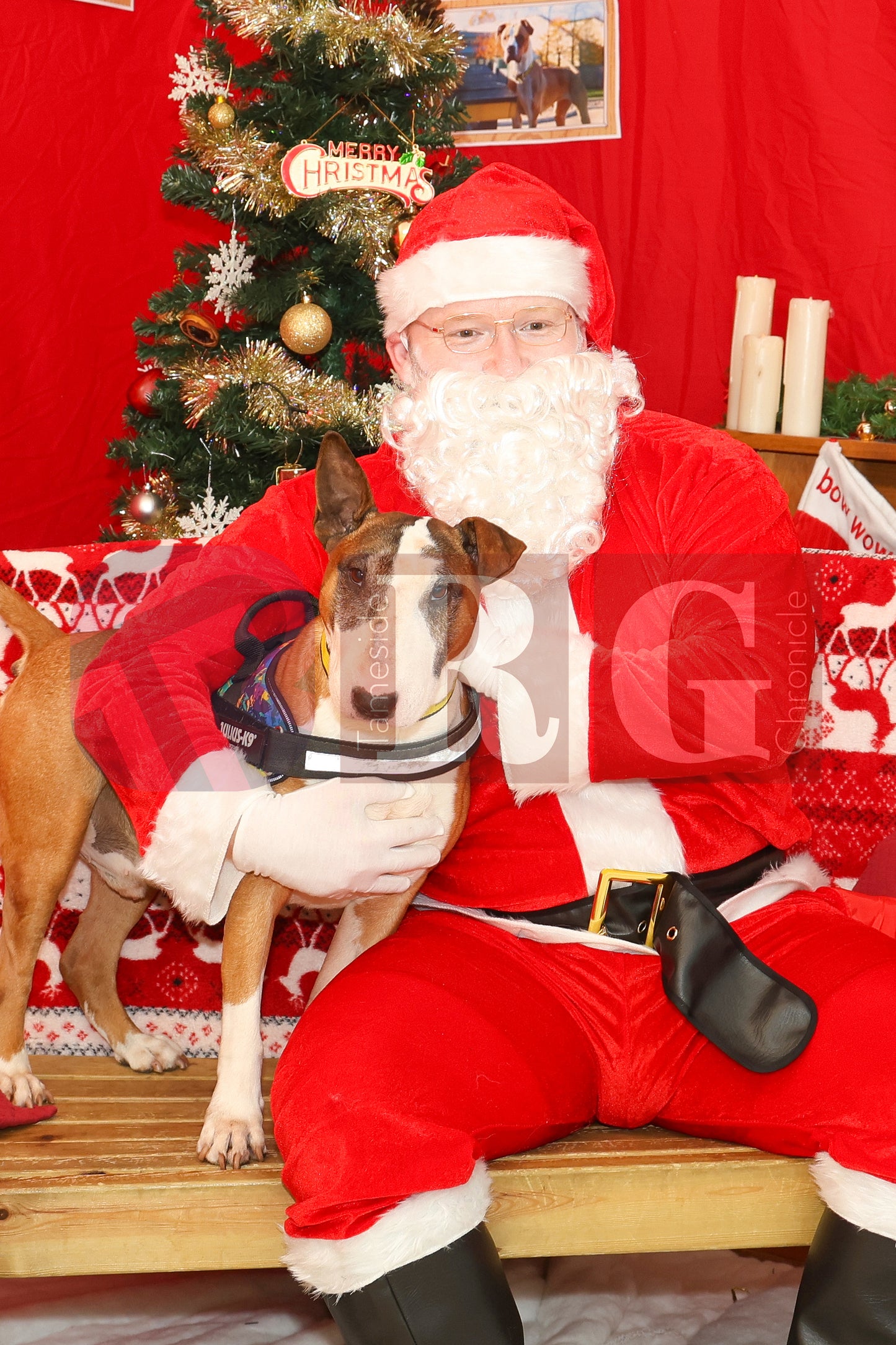DOG TRUST DENTON XMAS (31).JPG