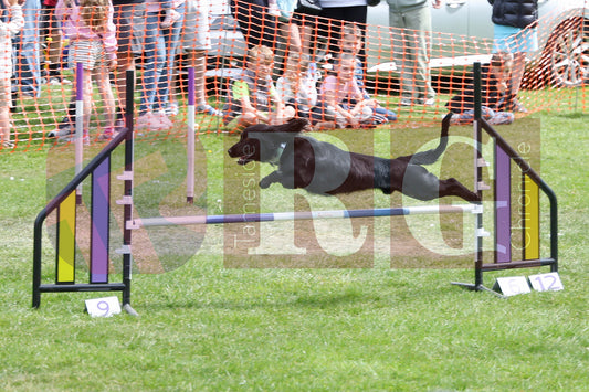 STALYBRIDGE SPRING SHOW (90).JPG