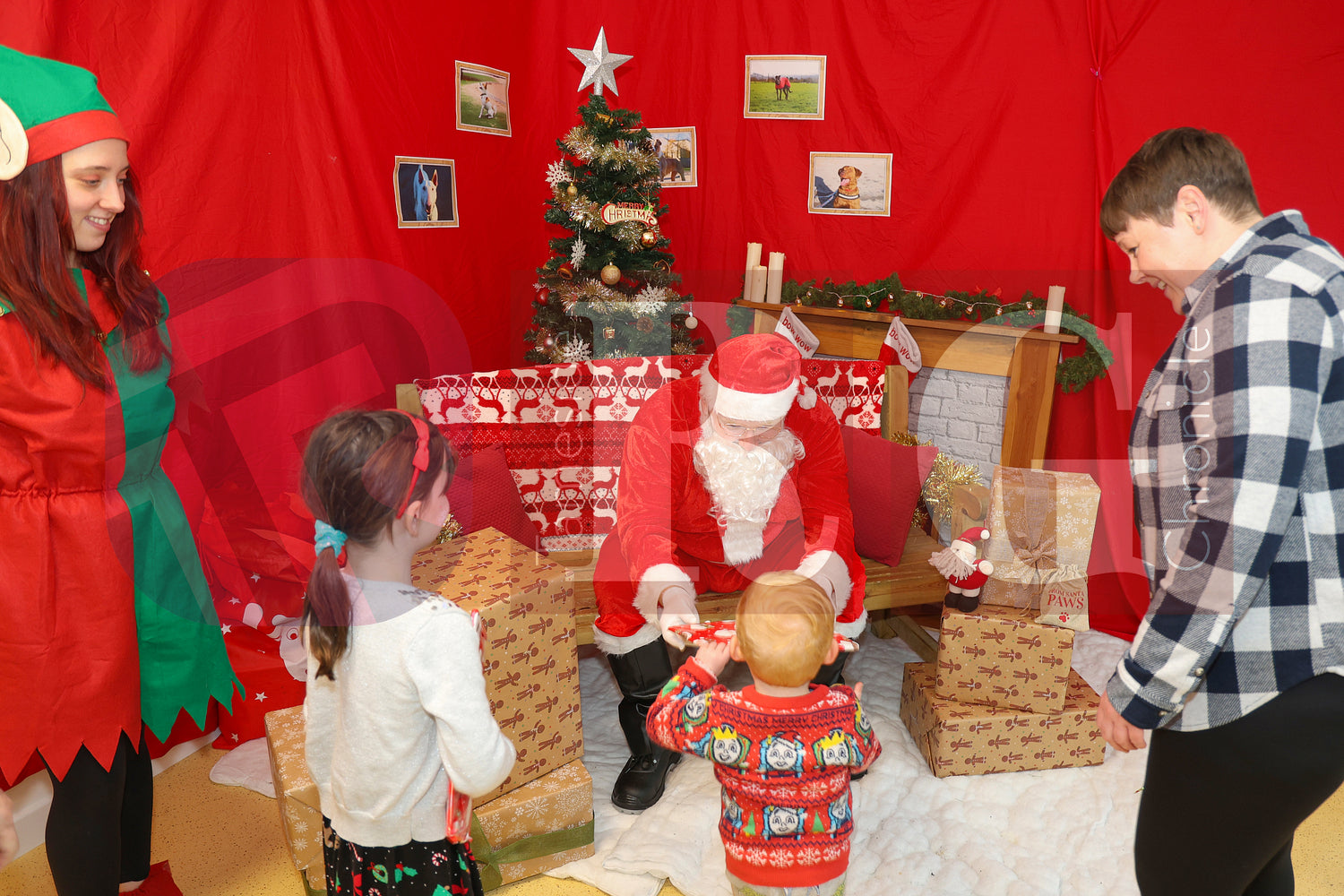 DOG TRUST DENTON XMAS (20).JPG