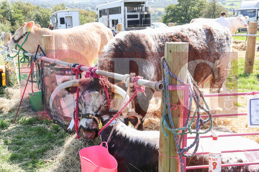 MOTTRAM SHOW  2025 (58).JPG