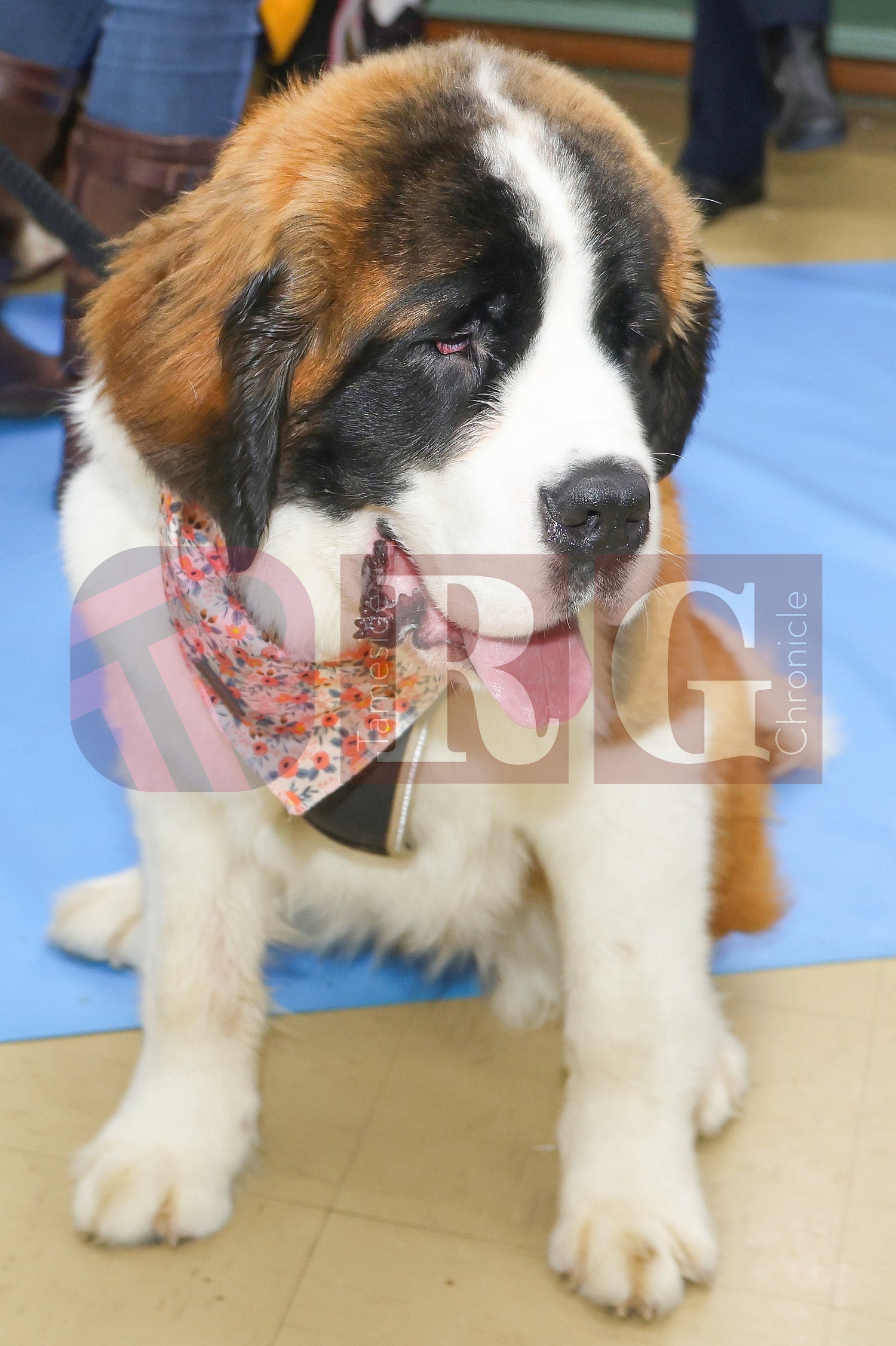 CRIMEWATCHERS DOG SHOW ST MARTINS CHURCH DROYLSDEN  (81).JPG
