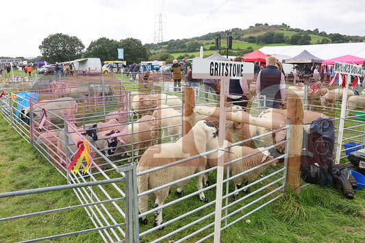 MOTTRAM SHOW 2024 (145).JPG