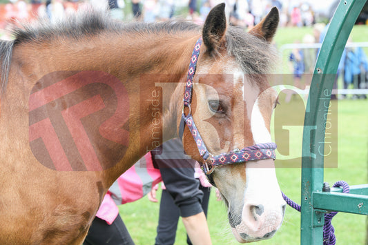 KEN WARD HATTERSLEY TAMESIDE ROCKS  2025 (22).JPG