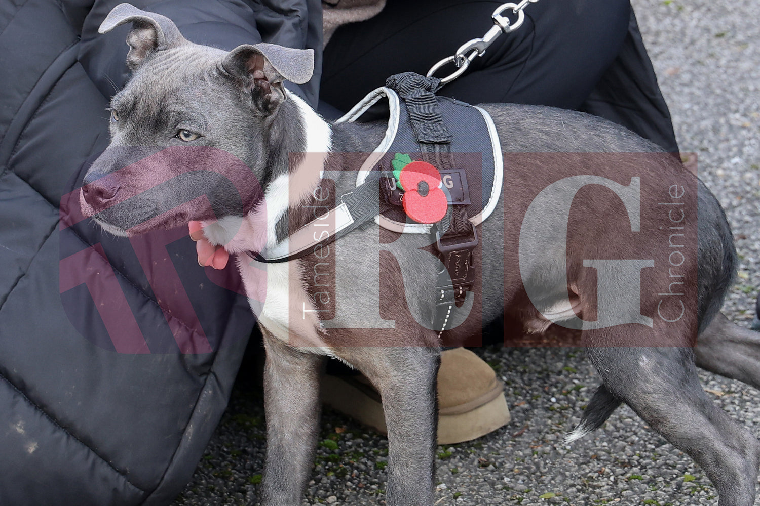 TINTWISTLE WAR MEMORIAL 2025 (98).JPG