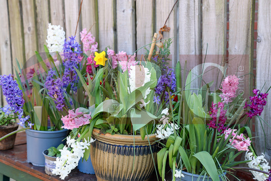 RIDGE HILL COMMUNITY GARDEN (14).JPG