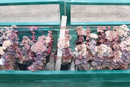 WATERLOO PARK BRITAIN IN BLOOM 2025 (10).JPG