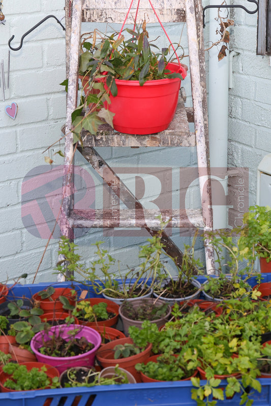 BIG COMMUNITY CULTURAL CELEBRATION RIDGE HILL (47).JPG